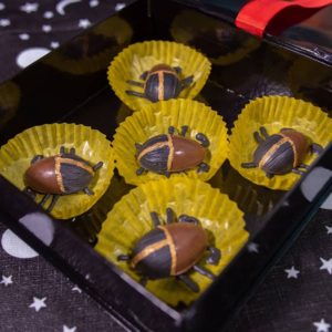 Zanzibar cocoa beetles